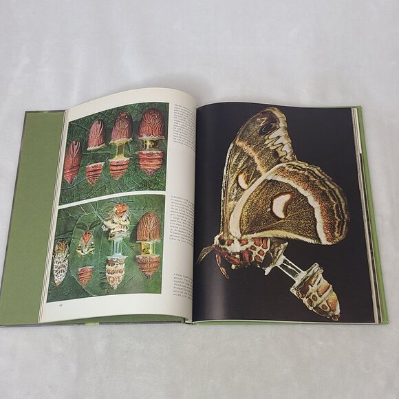 The Insects By Peter Farb Life Nature Library Hardcover 1967 - Picture 9 of 13